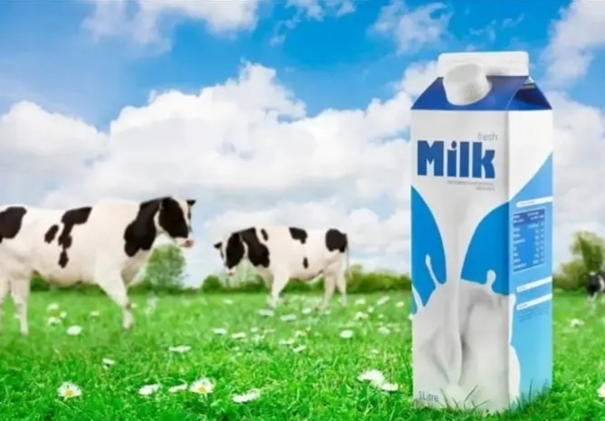 Shamim Dairy Milk